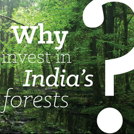 Why Forests Matter
